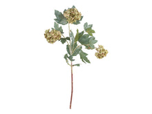 Load image into Gallery viewer, Snowball Hydrangea Stems
