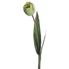Load image into Gallery viewer, Green Tulip
