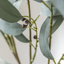 Load image into Gallery viewer, Willow Leaf Eucalyptus

