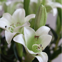 Load image into Gallery viewer, Easter Lily
