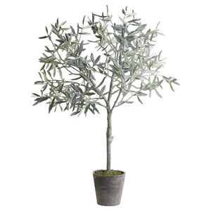 Large Olive Tree in Ceramic Flowerpot