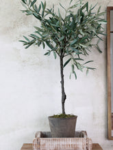 Load image into Gallery viewer, Olive Tree in Ceramic Flowerpot
