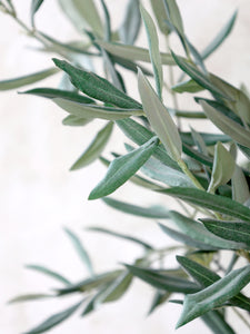 Olive Tree in Ceramic Flowerpot